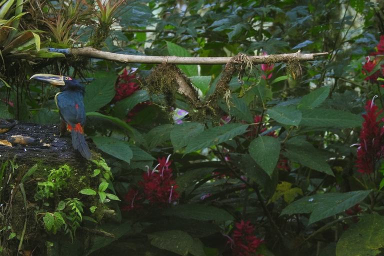 From Quito: 2-Day Mindo Cloud Forest Birdwatching Tour