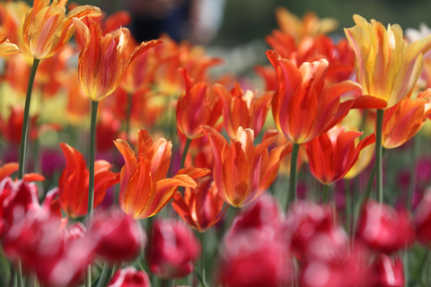 Eastern Hokkaido: Shibazakura & Tulip Park Day Tour Sapporo TV Tower Departure