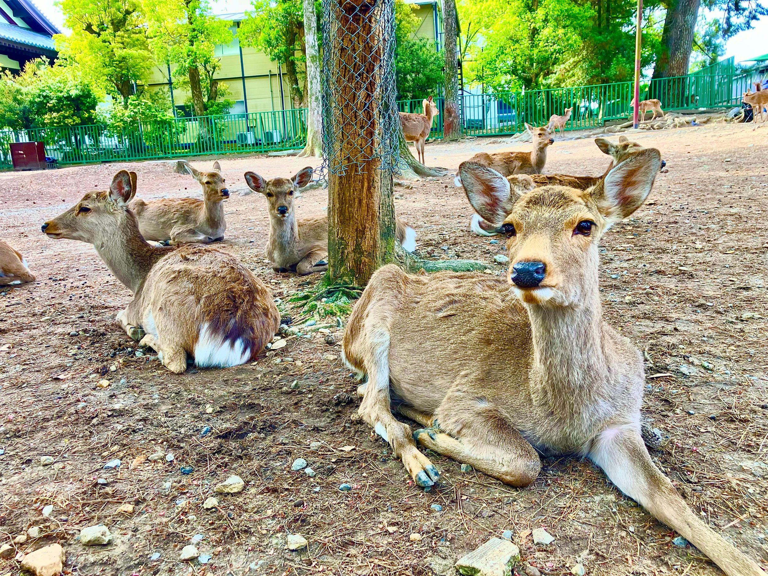 Nara: Private Tour mit Hirschpark und Tempeln (lizensierter Guide)