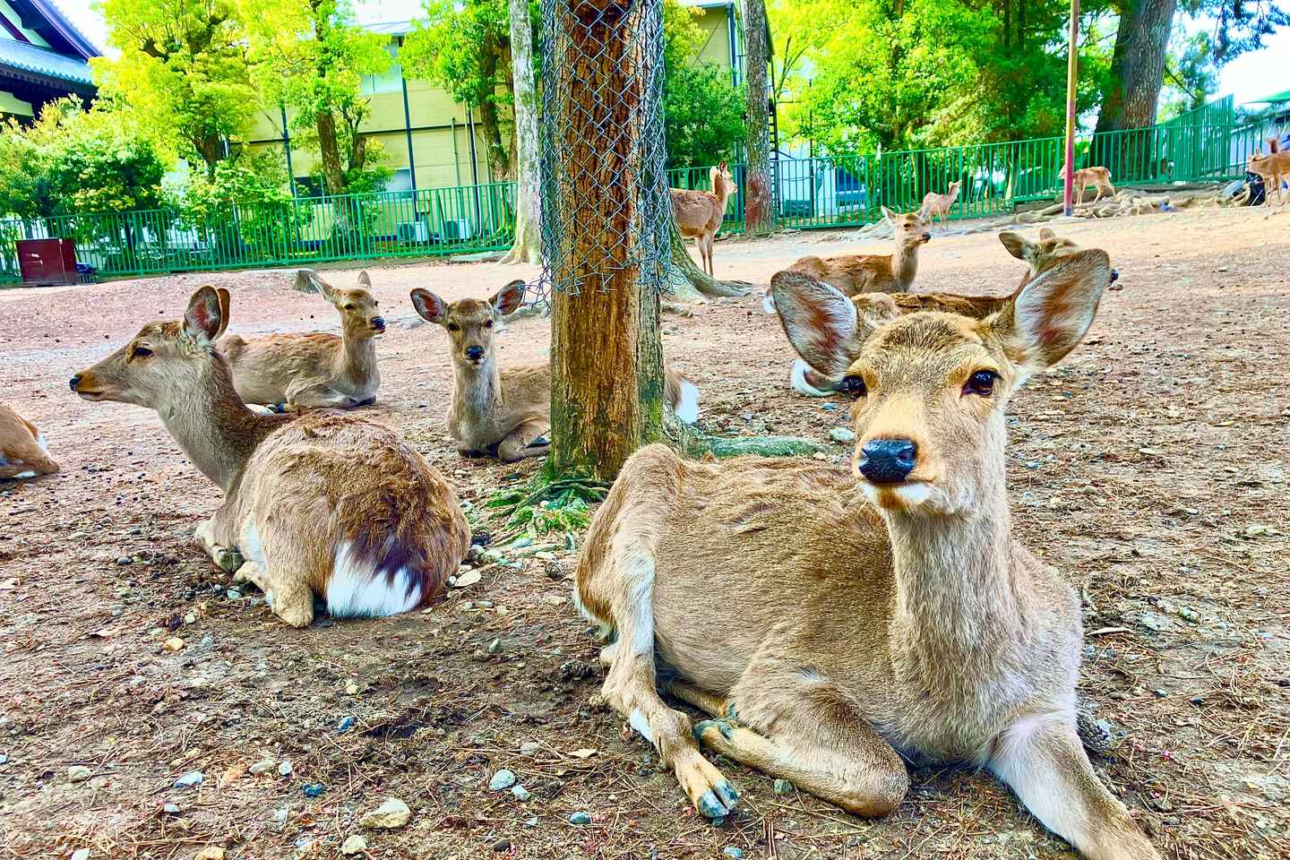Nara: Private Tour with Deer Park & Temples (Licensed Guide) - Nara: Private Tour with Deer Park & Temples (Licensed Guide)