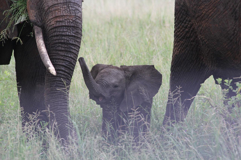 Tarangire National Park Day Trip