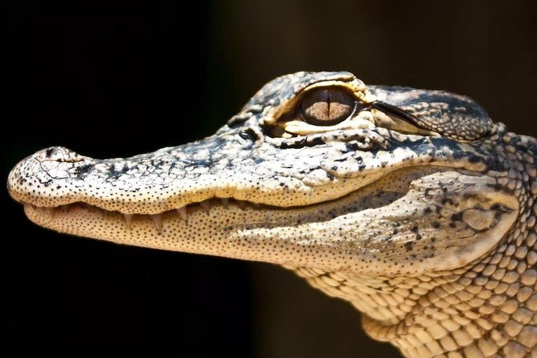 Miami: Everglades roofless Airboat Tour with Hotel Pickup Everglades - Downtown Miami pickup