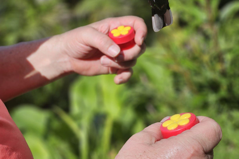 Tobago: Hummingbird Tour