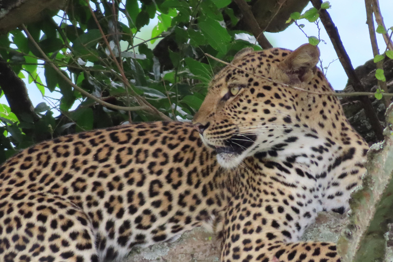 Uganda: Queen Elizabeth National Park 3-Day Safari Tour