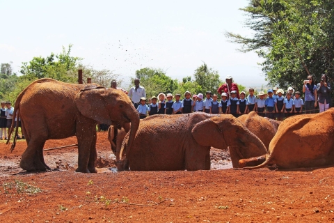 Excursión de un día al Orfanato de Elefantes y Centro de JirafasExcursión guiada de un día al Orfanato de Elefantes y Centro de Jirafas