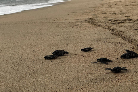 Puerto Escondido: Unforgettable Turtle Release Experience