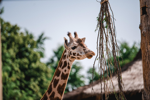 Ypres: Bellewaerde Theme Park Entry Ticket Entry Tickets low season