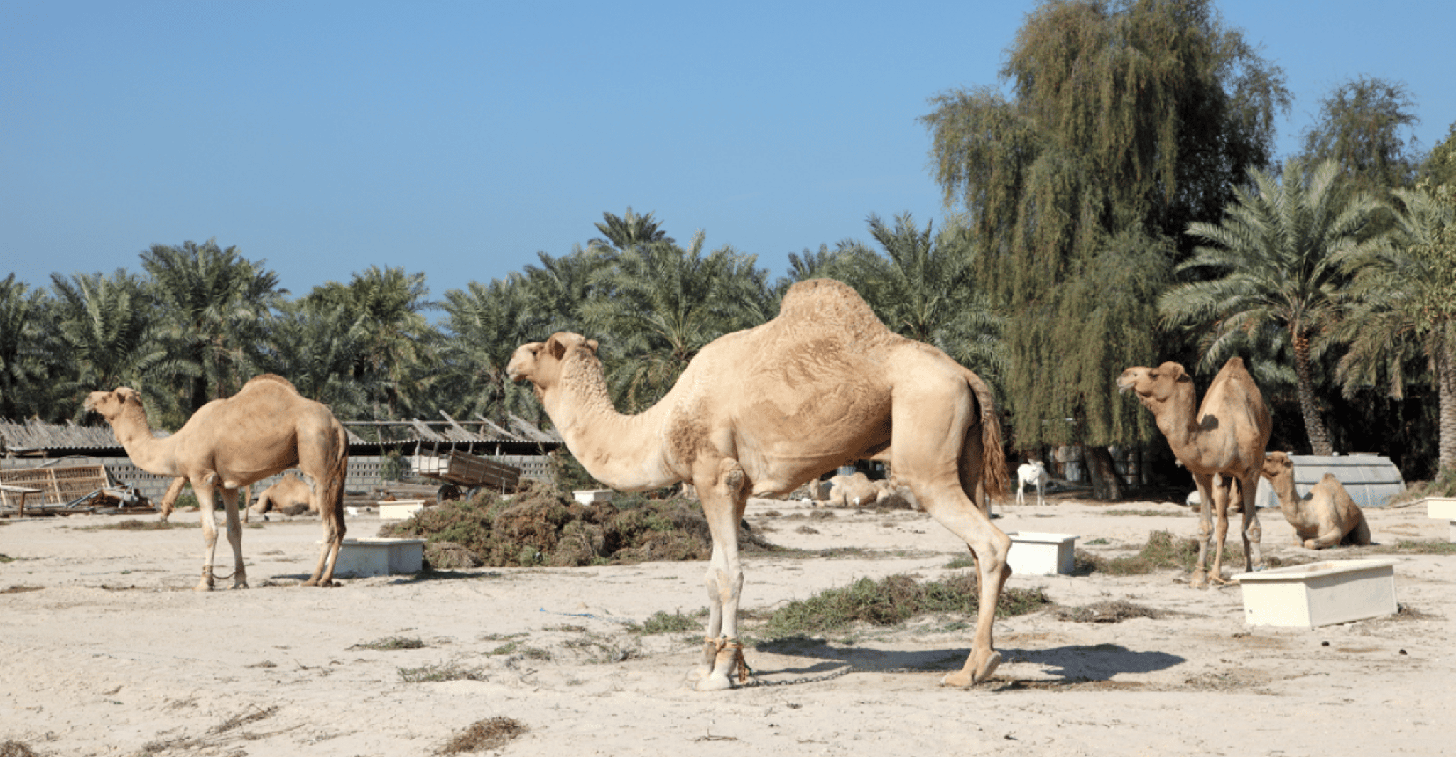 Manama: Bahrain City and Desert Tour with Transfers photo 6