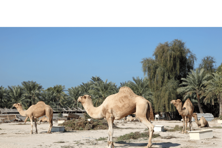 Manama : Tour de la ville de Bahreïn et du désert avec transferts