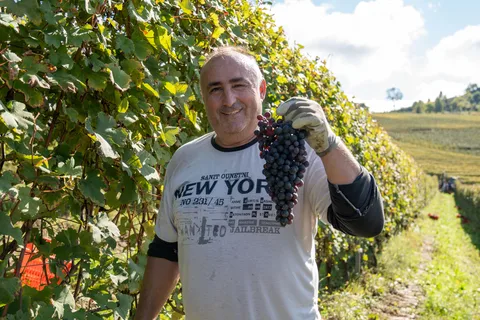 Langhe: Proeverij van de wijnen uit de regio met bezoek aan wijnmakerij en wijngaarden