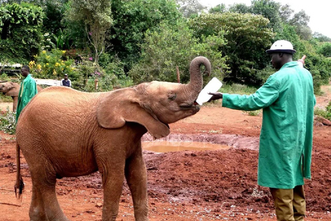 Dagstur till Elefantbarnhemmet och Karen Blixen Museum