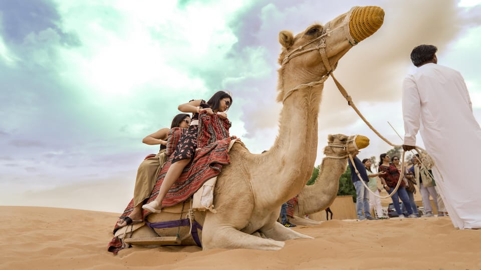 Discover Abu Dhabi through Camel Trekking Adventure | GetYourGuide