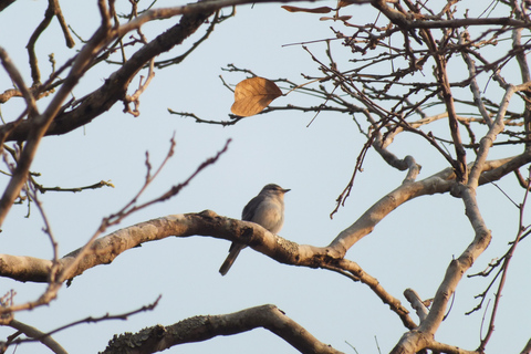 Birdwatching Livingstone Zambezi River with Sunrise