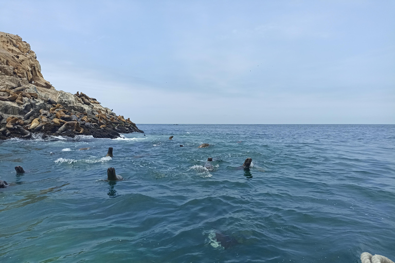 Passeio pelas Ilhas Palomino