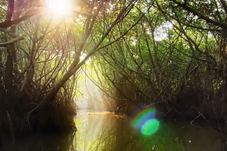 Bentota: swampboat Ride Through Mangrove Forest Bentota: Motorboat Ride Through Mangrove Forest