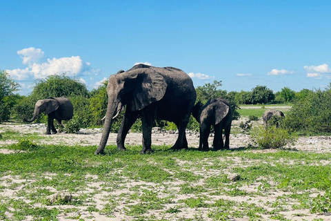 5-Day Chobe and Savuti Camping Safari