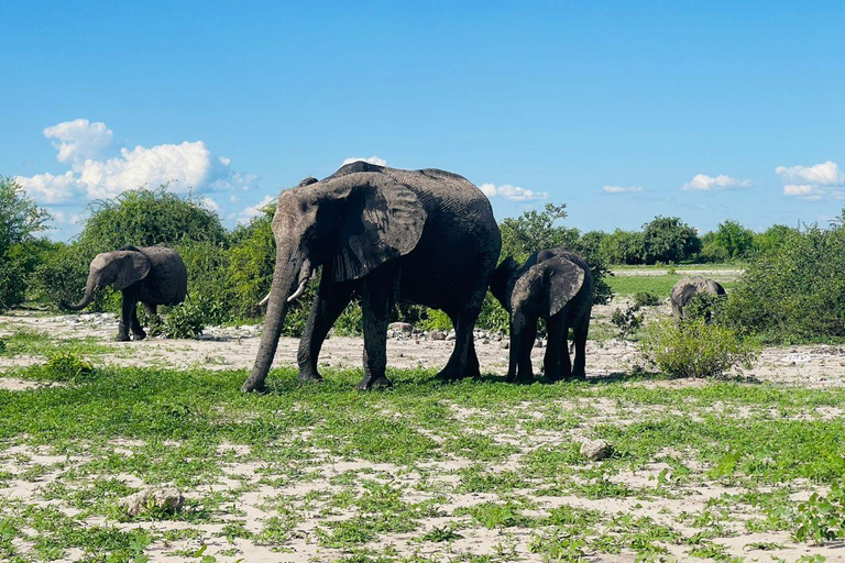 5-Day Chobe and Savuti Camping Safari