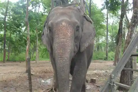 Nepal: Tour di Kathmandu e del Parco Nazionale di Chitwan