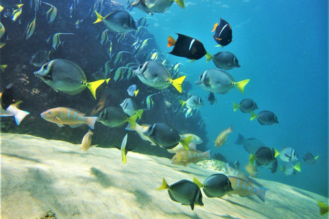 Coronado Island and Snorkel Tour