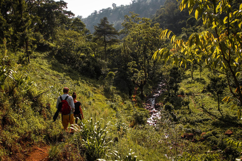 Experiência e cultura do café Kilimanjaro