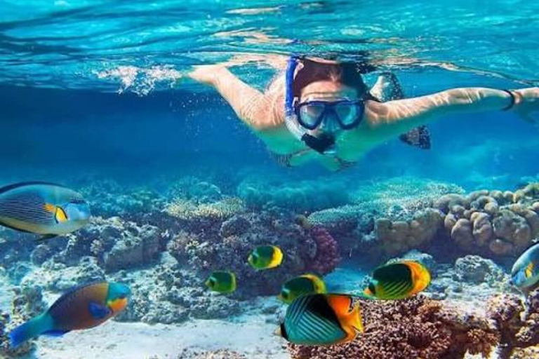 Zanzibar:Mnemba Dolphin Spotting+Aquarium+ Kendwa Beach Escp