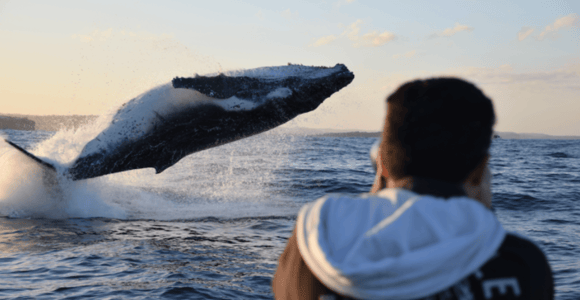 Sydney: High-Speed Whale Watching Tour