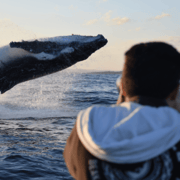 Sydney: High-Speed Whale Watching Tour