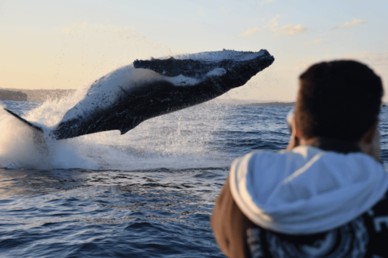 Sydney: High-Speed Whale Watching Tour Circular Quay Departure