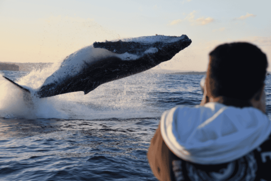 Sydney: Highspeed-Whale-Watching-Tour. Foto: GetYourGuide Sydney: Highspeed-Whale-Watching-Tour. Foto: GetYourGuide