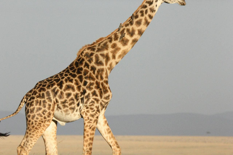 Zanzibar: 3-Day Mikumi National Park Safari with Free Pickup