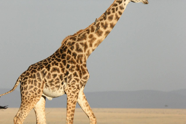 Zanzibar: 3-Day Mikumi National Park Safari with Free Pickup