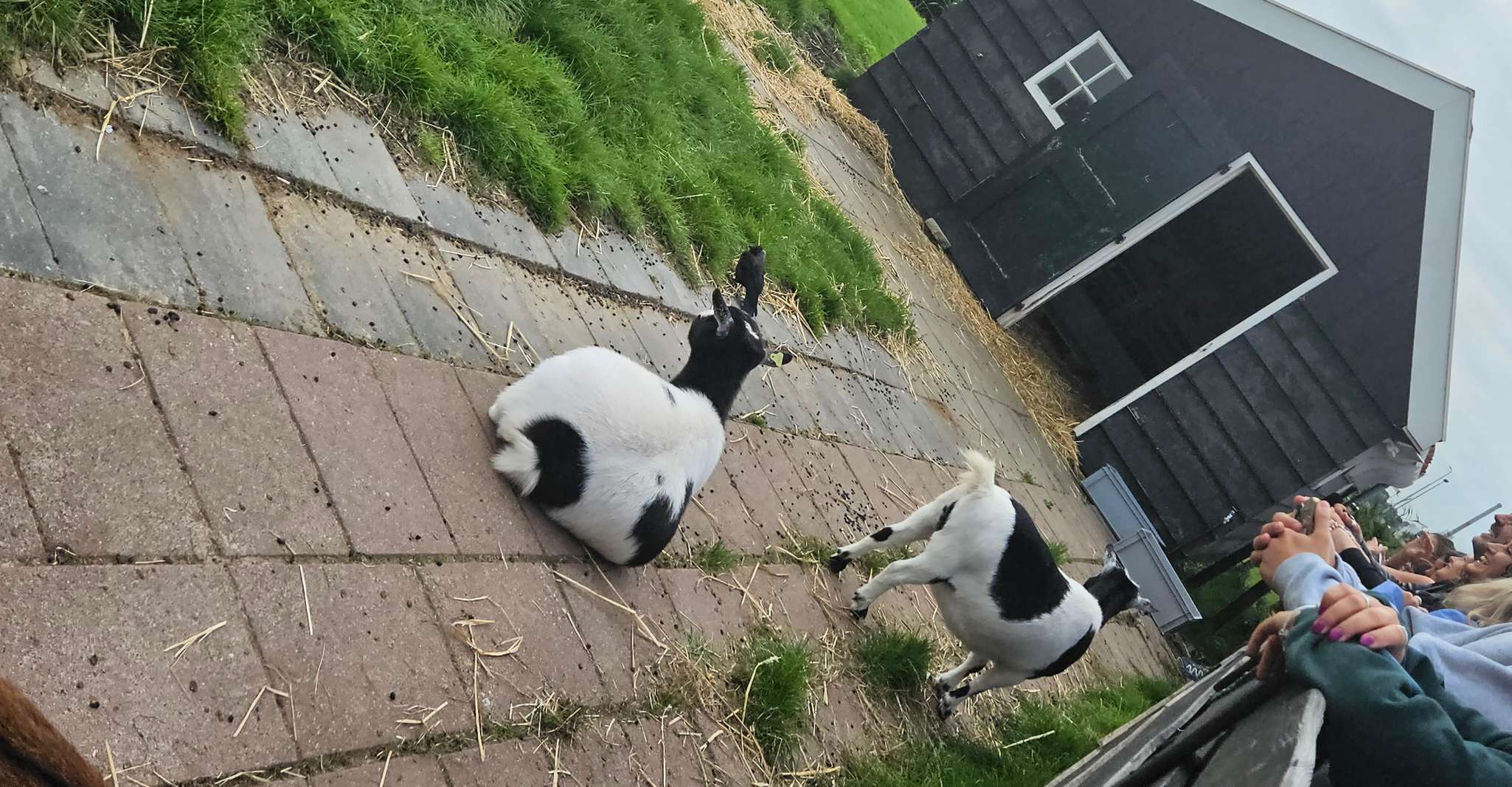 Amsterdam to Giethoorn & Zaanse Schans Small Group w/ Pickup photo 14