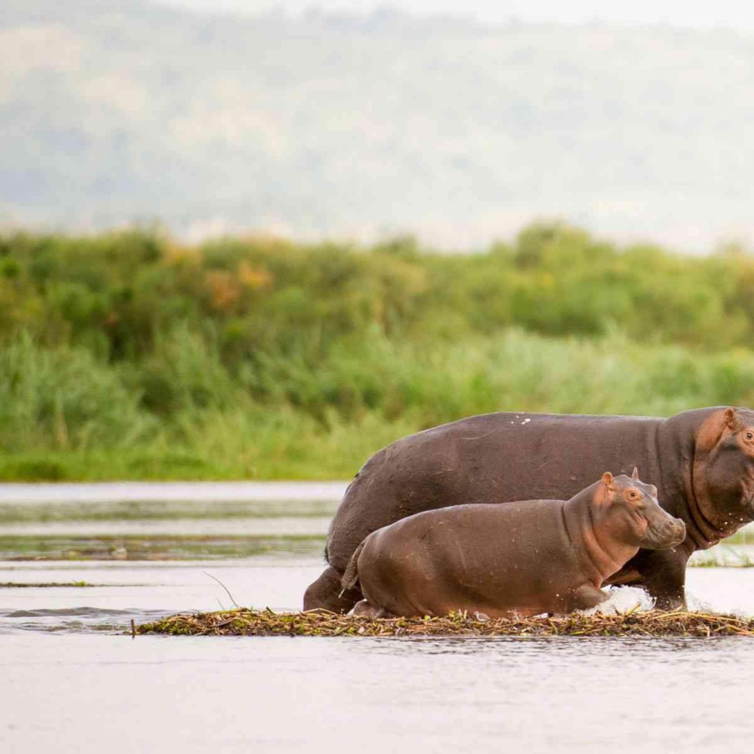 Din Marloth Park: Safari cu croazieră pe râu la apus | GetYourGuide