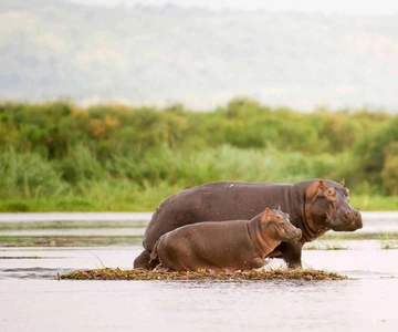 From Marloth Park: Sunset River Cruise Safari