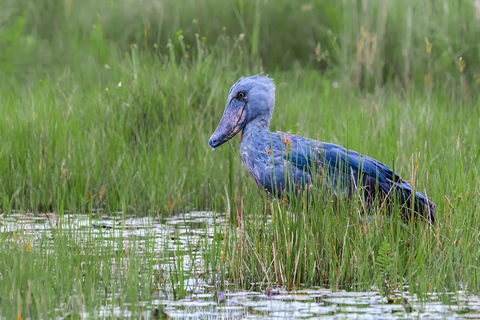 Entebbe: Mabamba Shoebill Wetland &amp; Equator Island Tour
