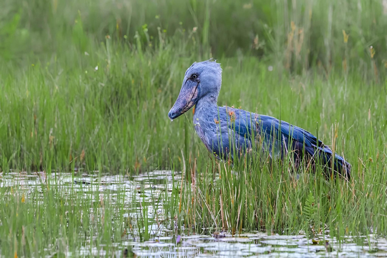 Entebbe: Mabamba Shoebill Wetland &amp; Equator Island Tour