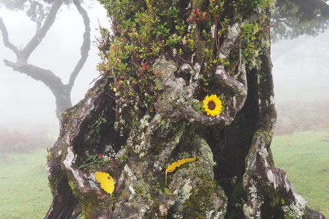 Madeira: Fanal Forest Tree Connection Zeremonie &amp; Picknick