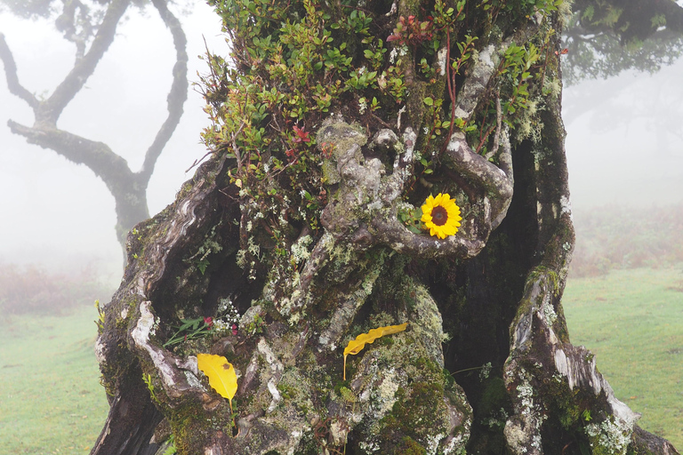 Madeira: Fanal Forest Tree Connection Zeremonie &amp; Picknick