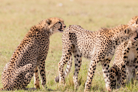 Masai Mara: 3 Days 2 nights Private Safari in a 4X4 Jeep Masai Mara: 3 Day Private Safari in a 4X4 Jeep Midrange