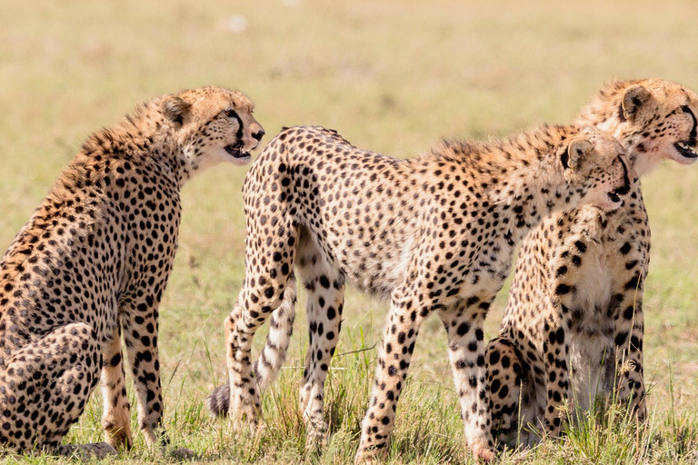 Masai Mara: 3 Days 2 nights Private Safari in a 4X4 Jeep Masai Mara: 3 Day Private Safari in a 4X4 Jeep Midrange