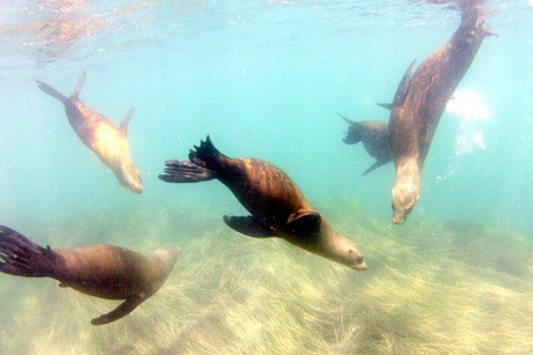 San Diego: La Jolla Cove Guided Snorkeling Tour San Diego: La Jolla Cove Guided Snorkeling