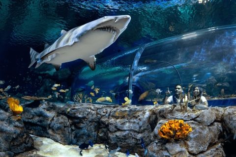 Billet d'entrée au plus grand océanarium des Mascareignes