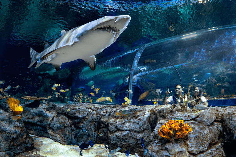 Bilet wstępu do największego oceanarium na Wyspach Mascarene