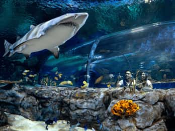Port Louis: Odysseo Oceanarium Mauritius Ticket