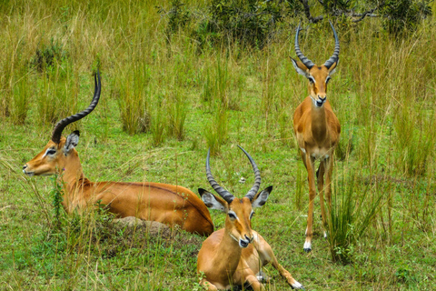 Sansibar: 3-tägige Safari nach Tarangire, Ngorongoro und Arusha