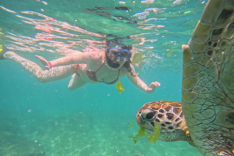 Mirissa Day Tour with Dolphins, Turtles & Beach Time Pick up from Colombo or Negombo City