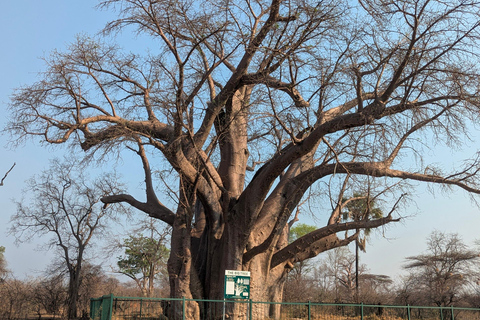 Victoria Falls: Historic Town Tour, Big Tree & Guided Walk