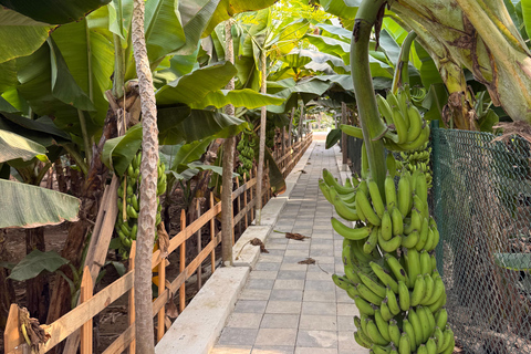 Salalah City Tour: Mosque, Al Gharif Project and Royal Farm