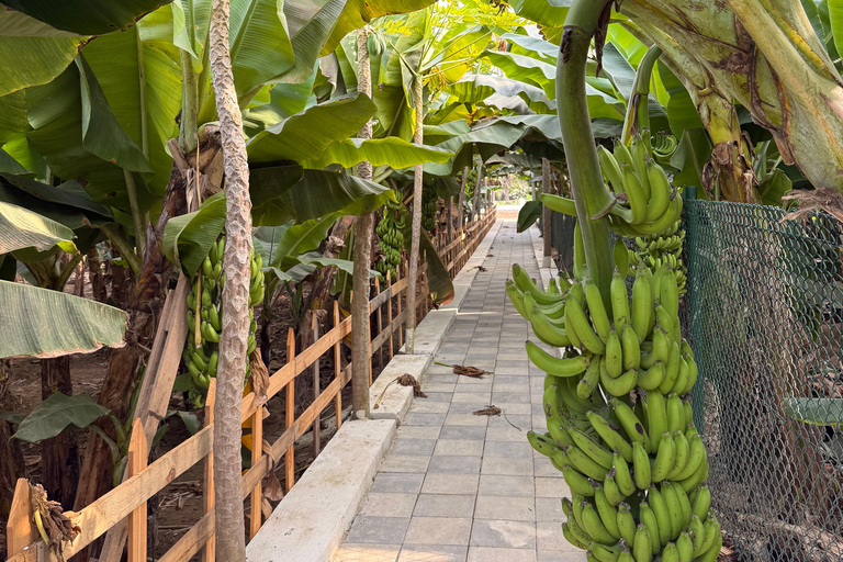 Salalah City Tour: Mosque, Al Gharif Project and Royal Farm