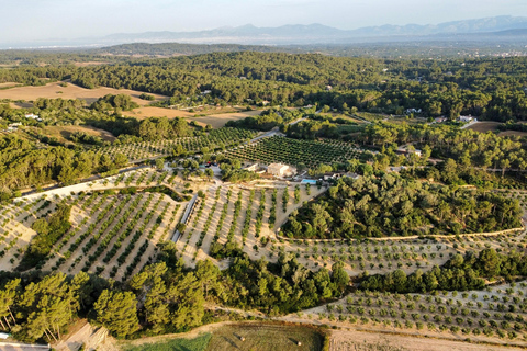 Mallorca Olive grove visit, Oil & Wine Tasting & Light Lunch Español Olive grove visit, olive oil and wine tasting, snack